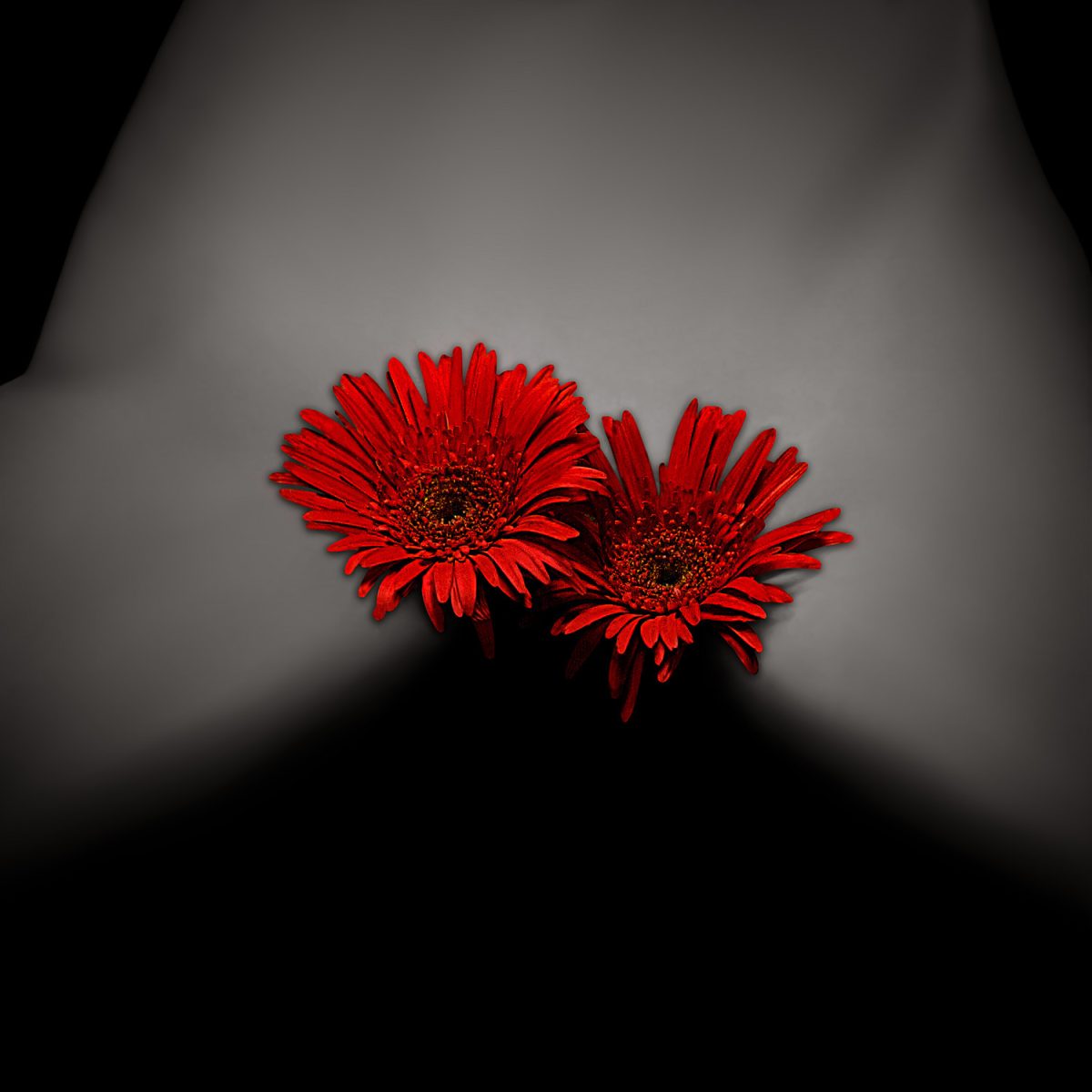 Two red flowers on a woman's mid torso against a black background.