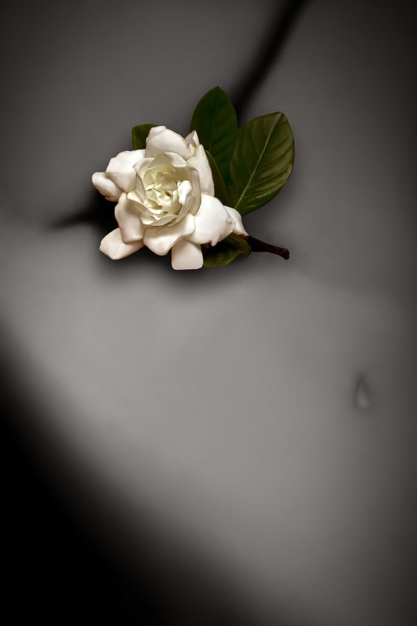 A white flower framed against a female human torso.