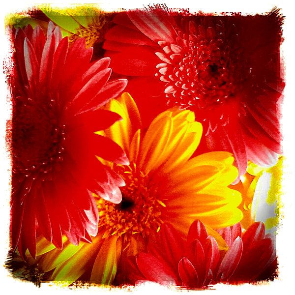 Closeup of red and yellow flowers.