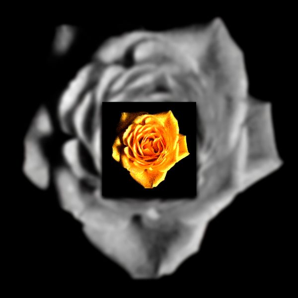 A yellow rose against a black background.