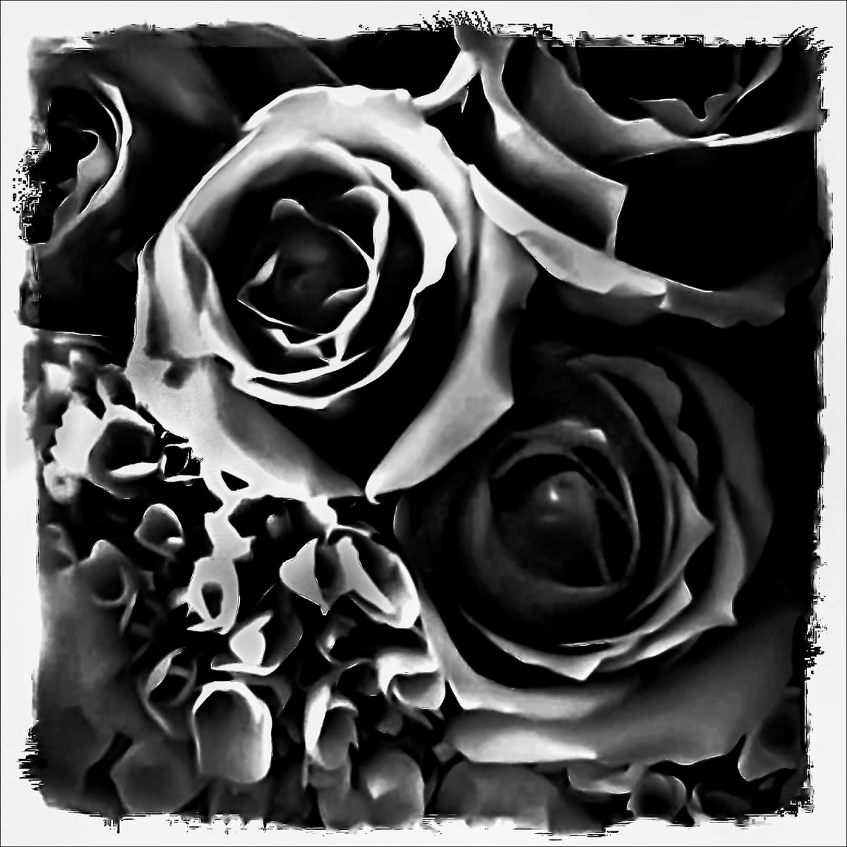 Black and white down view photograph of roses.