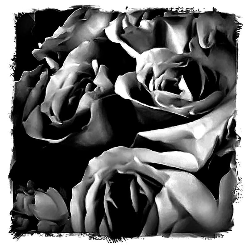 Black and white down view photograph of roses.