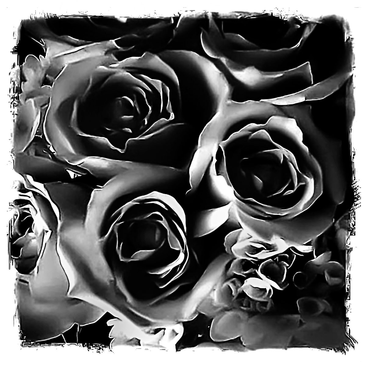 Black and white down view photograph of roses.