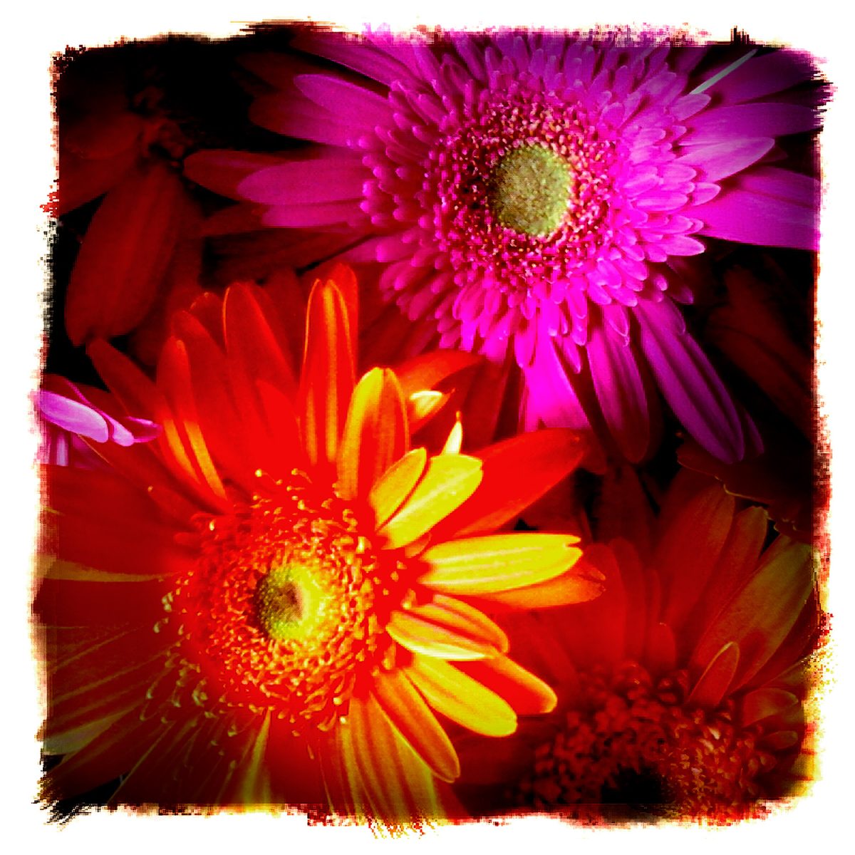 A picture of a bunch of daisies.