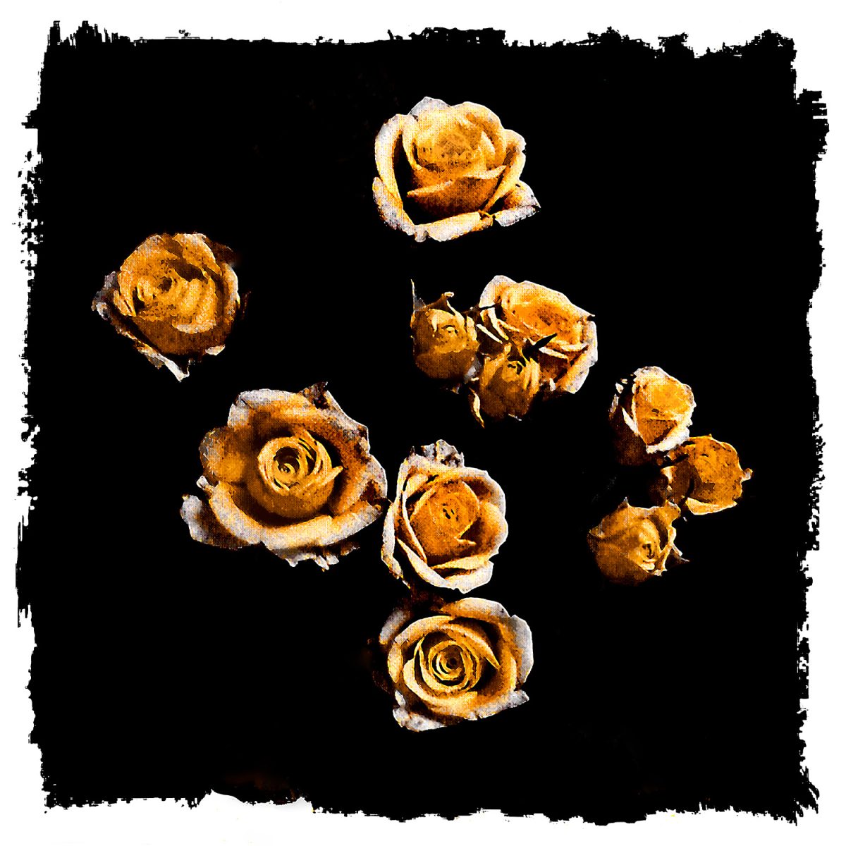 A bunch of yellow roses against a black background.