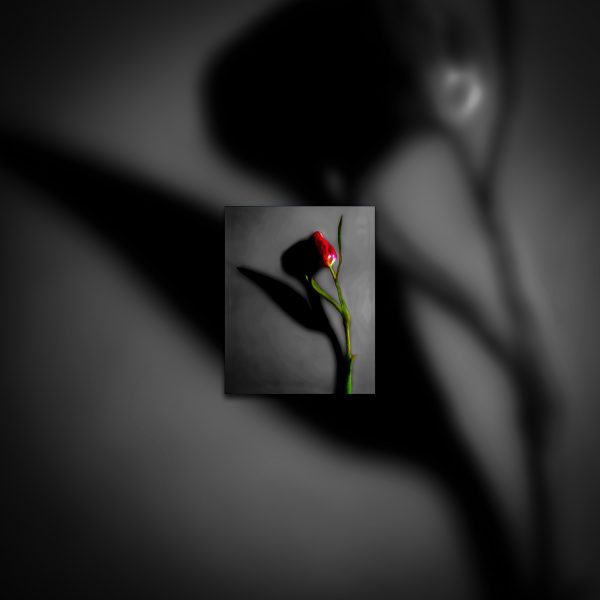 A single red rose is shown in the dark.