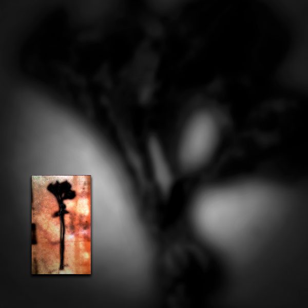 A color photo of a dried dead flower.