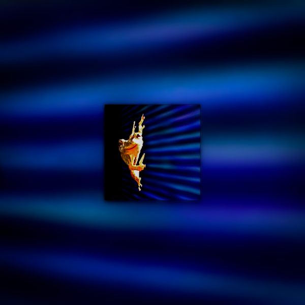 A blue background with a frog looking at the viewer.