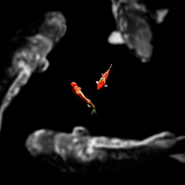 Koi fish swimming in a circle.
