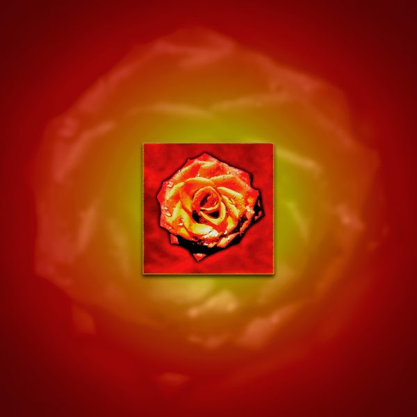A red rose on a red background.