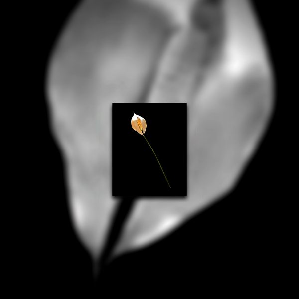 A single lily is shown on a black background.