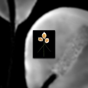A black and white photo of three peace lillies.