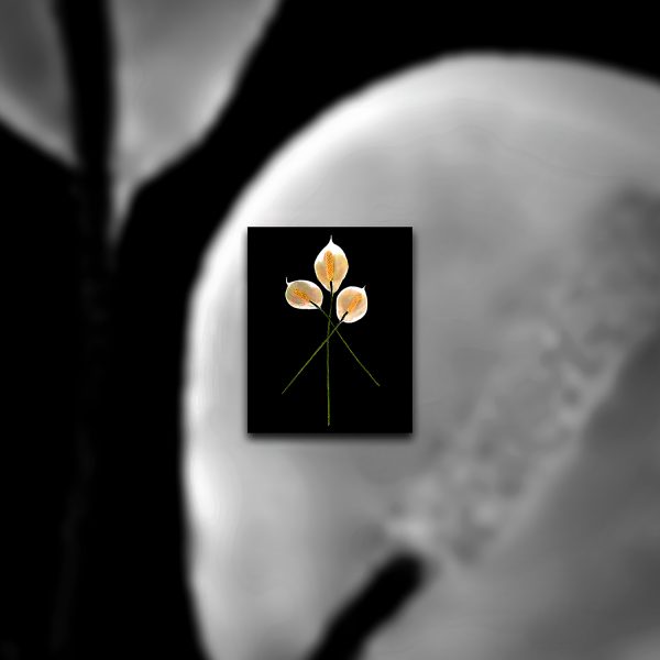 A black and white photo of three peace lillies.