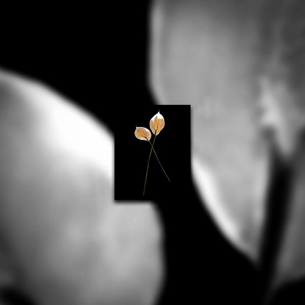 A color photo of two lillies against a black background.