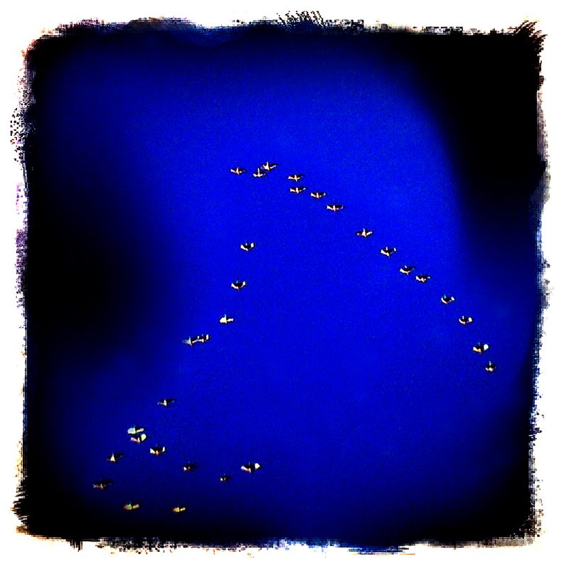 A blue sky with a flock of birds flying in it.