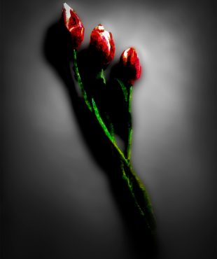 Three red flowers on a black background.