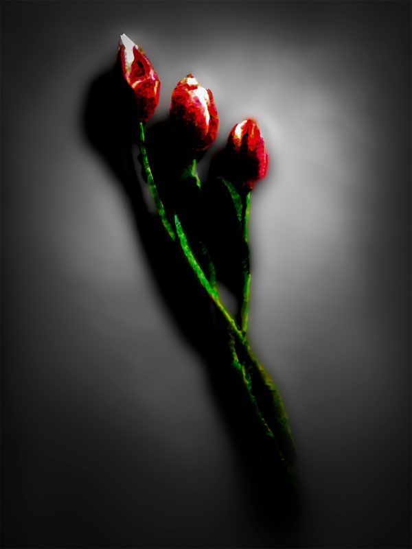 Three red flowers on a black background.