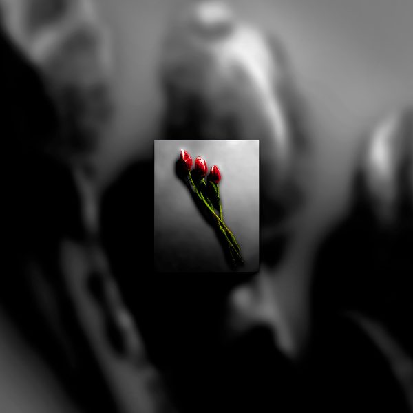 A color photo of three red flowers.