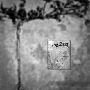 A photo of a Nutsedge weed with roots.