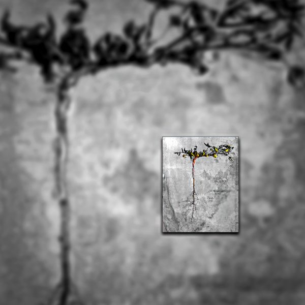 A photo of a Nutsedge weed with roots.