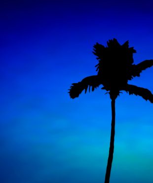 Silhouette of palm tree against blue sky.