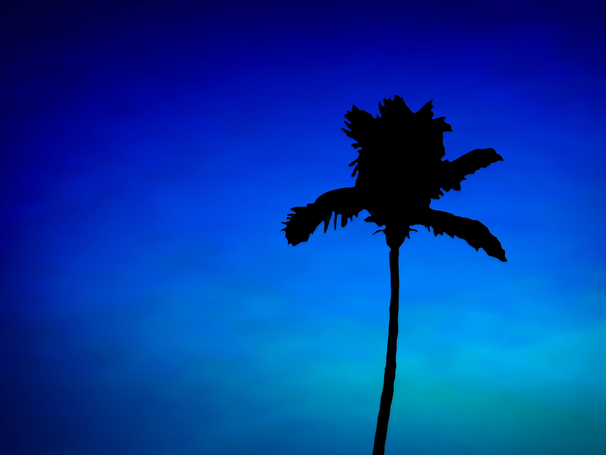 Silhouette of palm tree against blue sky.
