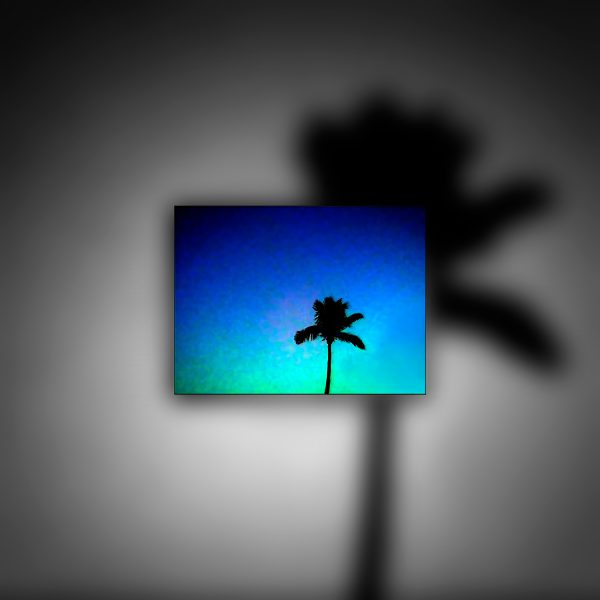A silhouette of a palm tree with a blue sky.