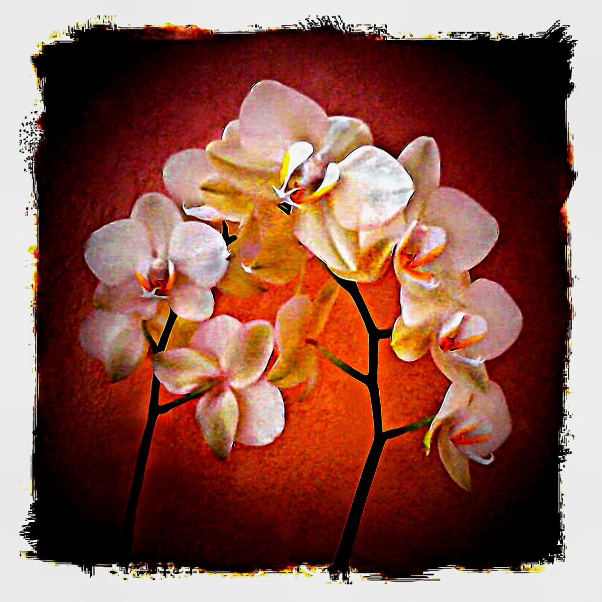 A grouping of orchids.