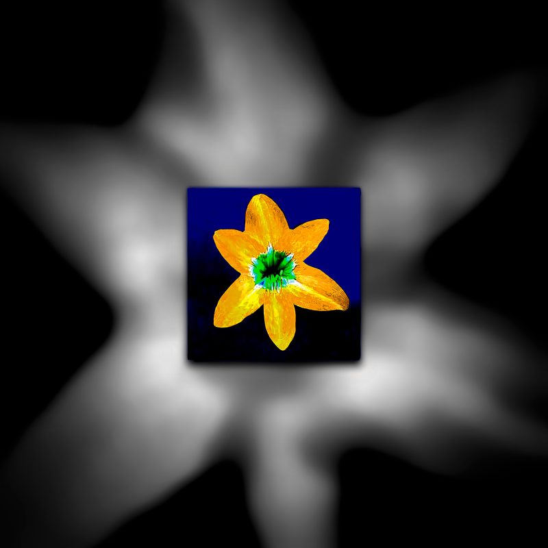 A yellow flower is shown in a black background.