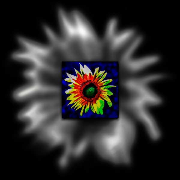 A colorful sunflower is shown in a black background.