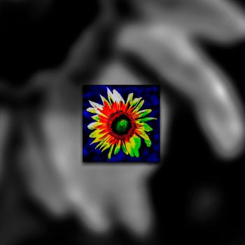 A creative photo of a sunflower.