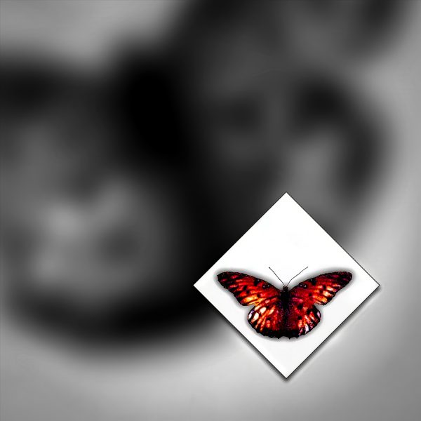 A red butterfly is sitting on a white square.