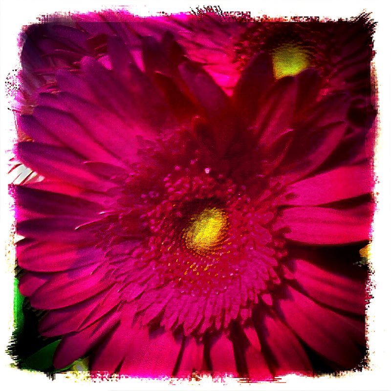 A close up of a pink flower with a yellow center.