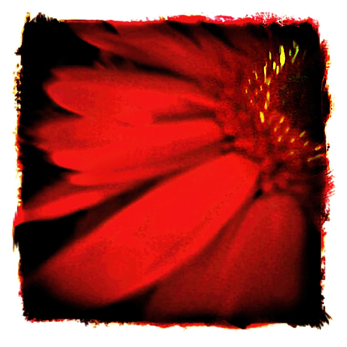 A close up view of petals from a red flower.