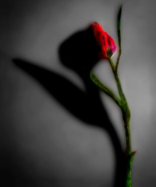 A red rose is shown in the shadow of a dark background.