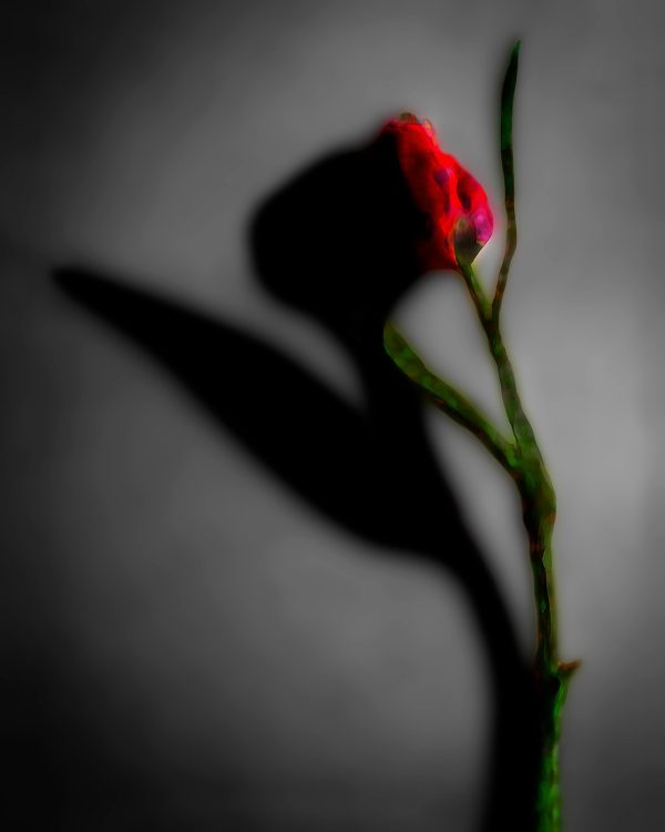 A red rose is shown in the shadow of a dark background.