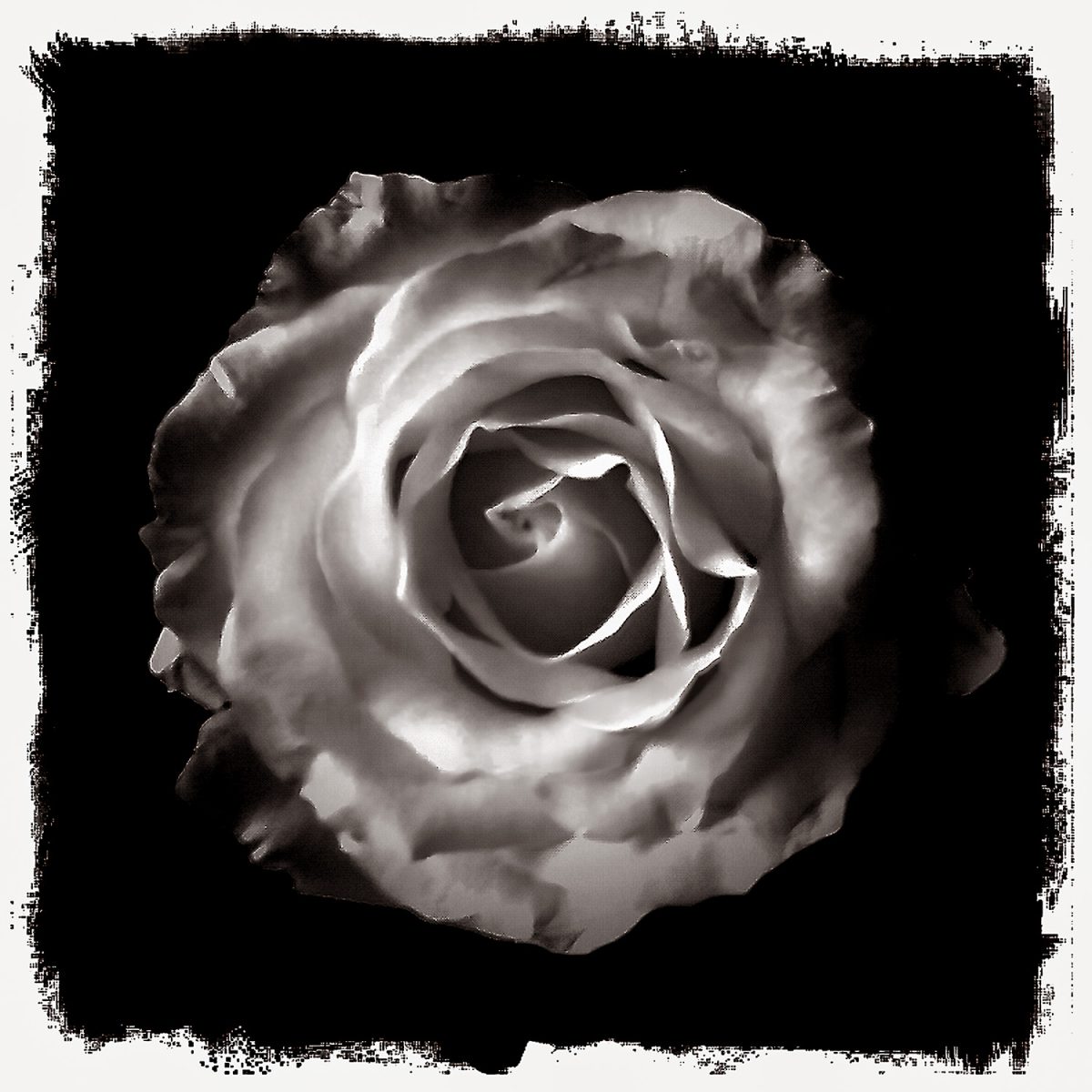A black and white photograph of a rose.