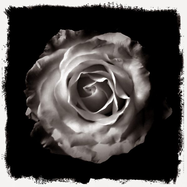 A black and white photograph of a rose.