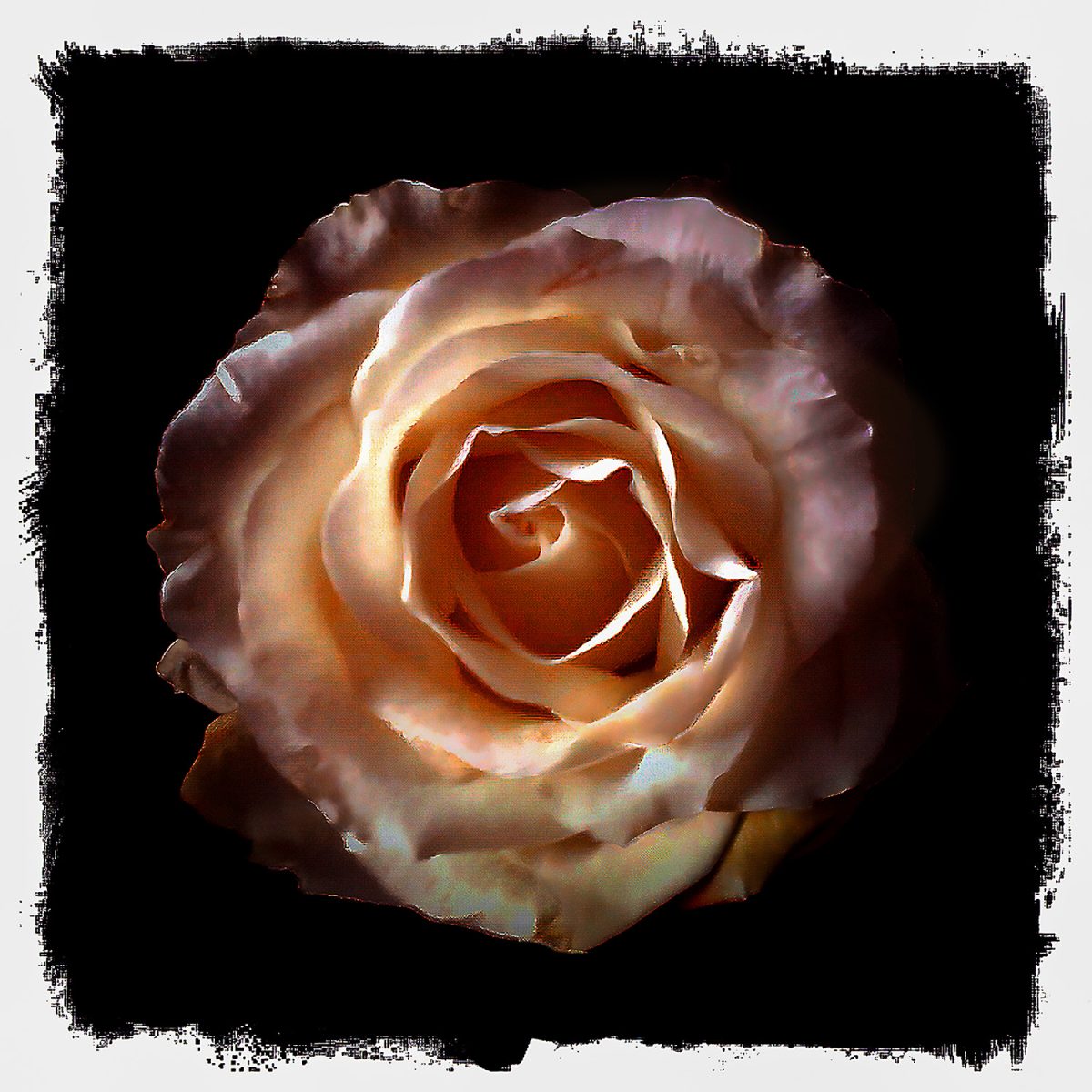 A down view of a yellow rose.