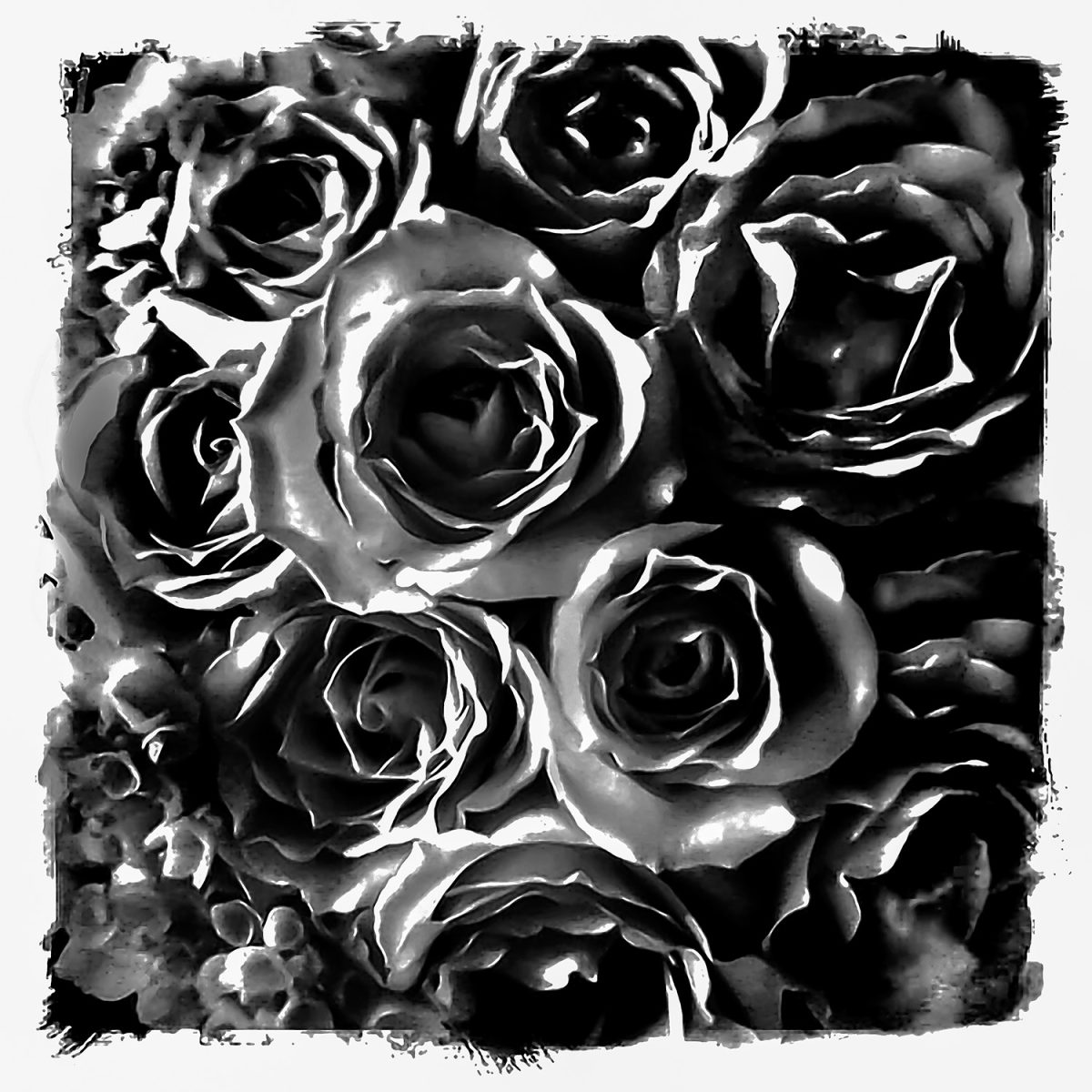 Black and white photograph of roses.