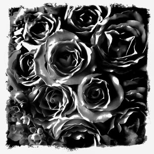 Black and white photograph of roses.