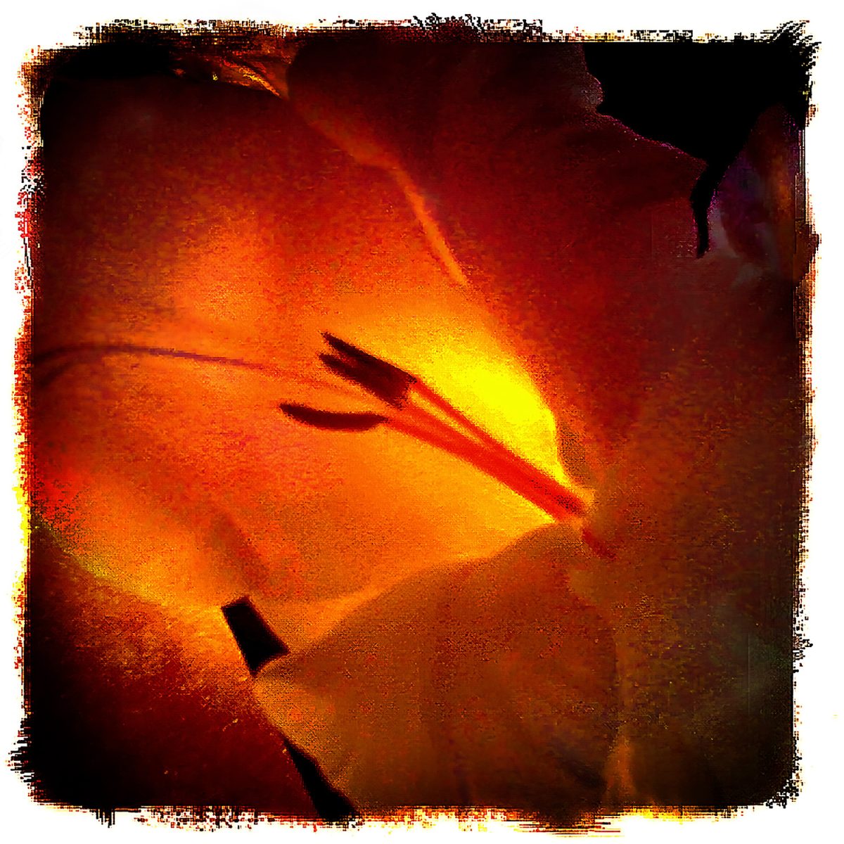 A close up of a flower with a light shining through it.
