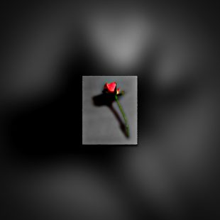 Single red rosebud art print by Doug Heslep, fine art floral photography.