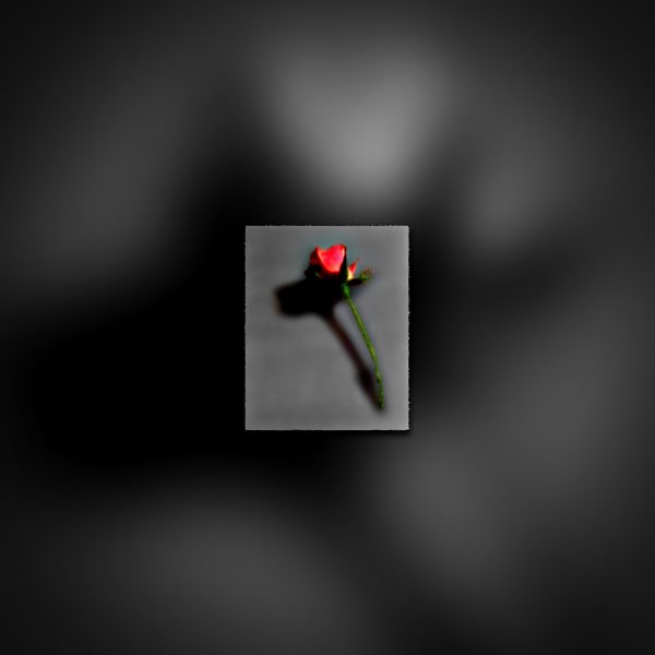 A red rose laying on a gray background.