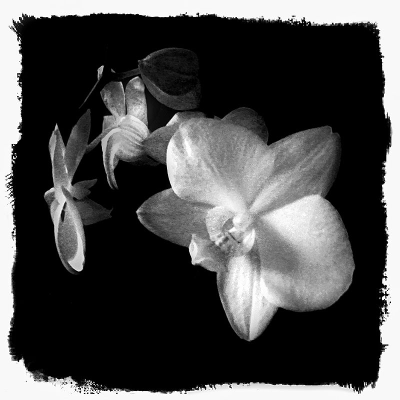 Black and white photograph of two white orchids.