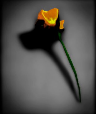Single yellow rose with dramatic shadow art, part of The Doug Heslep Fine Art Collection, showcasing vibrant floral oil paintings.