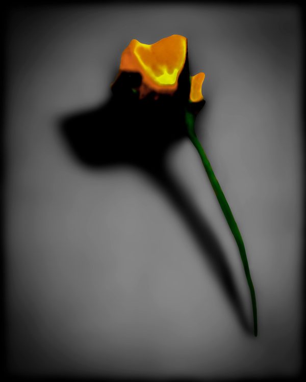 A flower with a shadow on a black background.