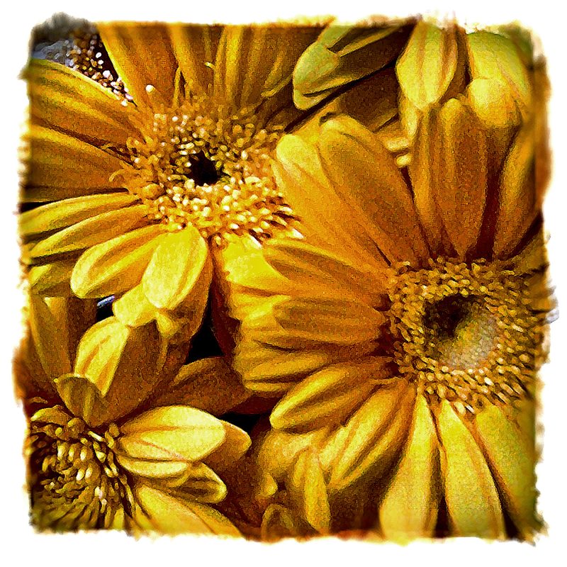 A picture of yellow flowers.
