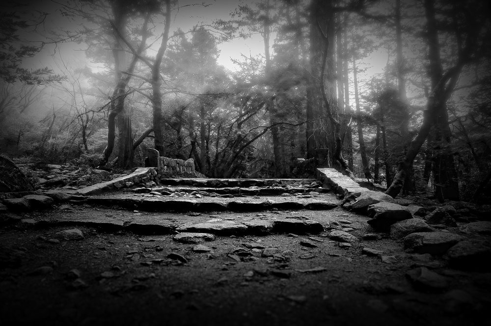 Mysterious forest trail in black and white, enchanting woods scene, part of The Doug Heslep Fine Art Collection.