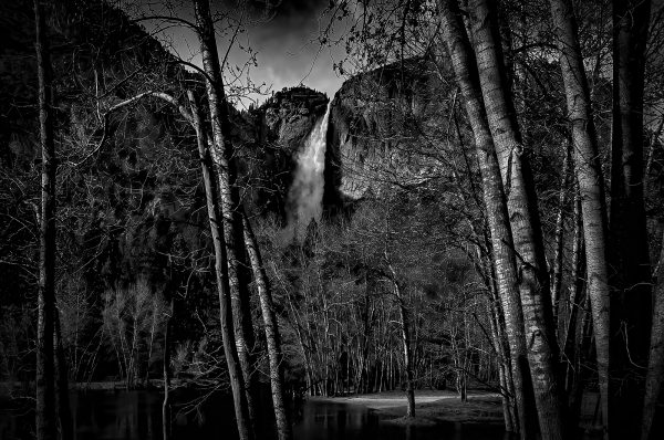 Dark forest with tall trees and Upper Yosemite Falls, in black and white landscape artwork.
